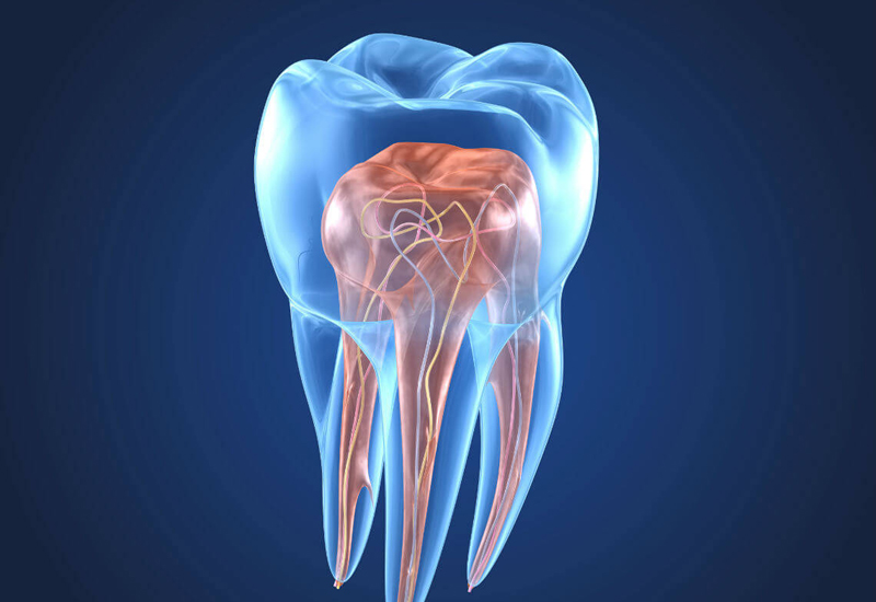 Endodoncia Clínica Vallegrande